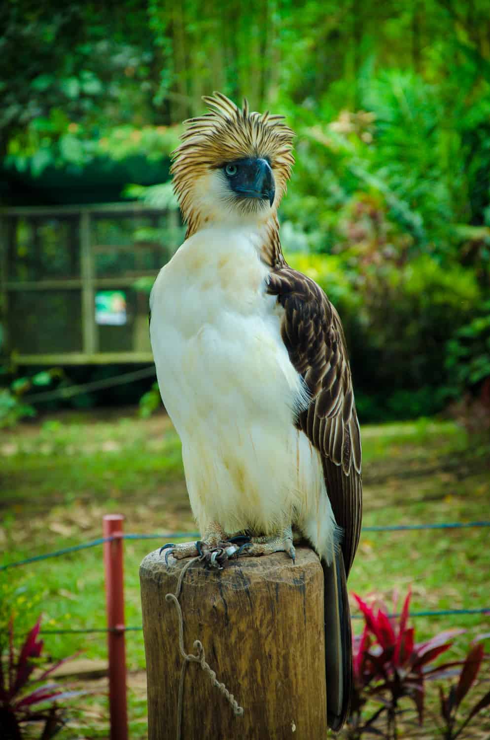 elang filipina burung nasional filipina