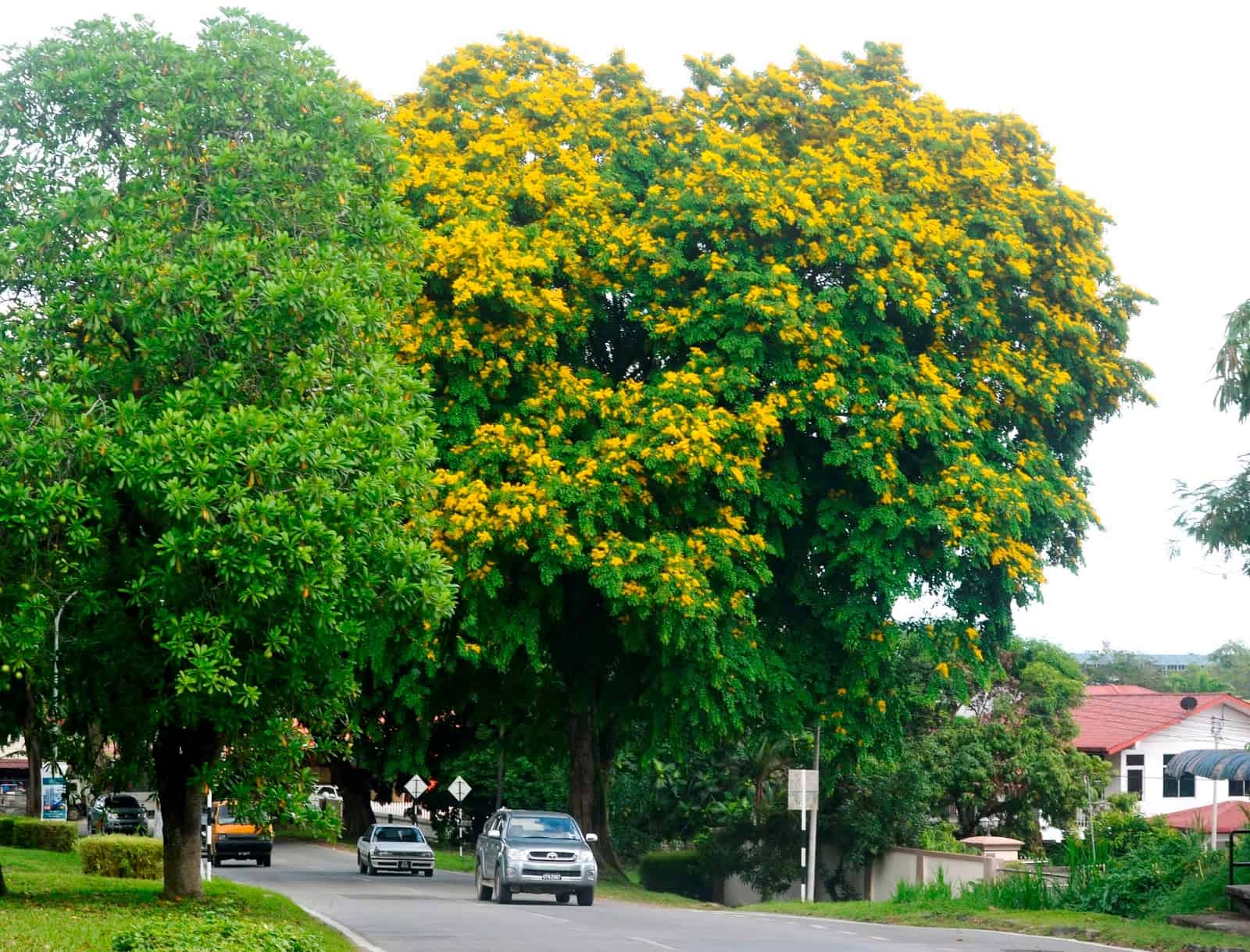 narra pohon nasional filipina